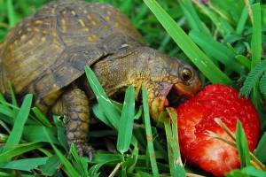happy-turtle-eating-strawberry2